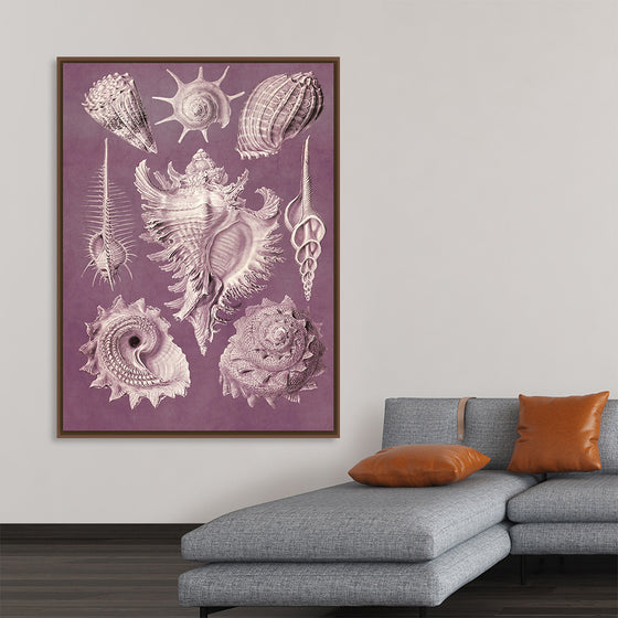 "Vintage Art Seashells Illustration"