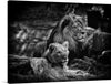 Immerse yourself in the majestic allure of “The Royal Gaze,” a limited edition print capturing the intense and captivating gaze of a lion and lioness, rendered in exquisite black and white detail. Every strand of their magnificent manes, the profound depth in their eyes, and the serene yet powerful posture they hold is meticulously captured.