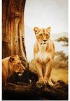 "Lioness In Africa", Vera Kratochvil