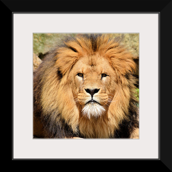 "Lion In Artis Zoo"