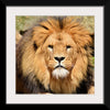 "Lion In Artis Zoo"