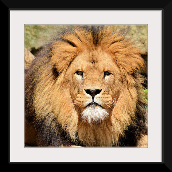 "Lion In Artis Zoo"