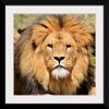 "Lion In Artis Zoo"