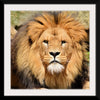 "Lion In Artis Zoo"