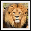 "Lion In Artis Zoo"