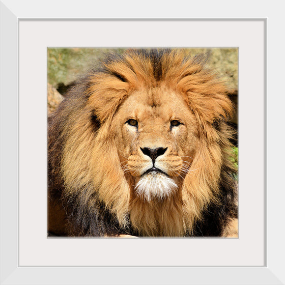 "Lion In Artis Zoo"