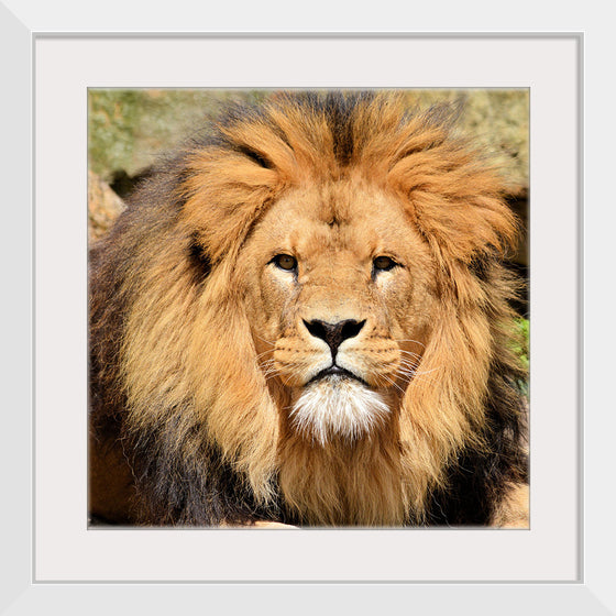 "Lion In Artis Zoo"