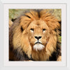 "Lion In Artis Zoo"