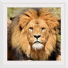 "Lion In Artis Zoo"