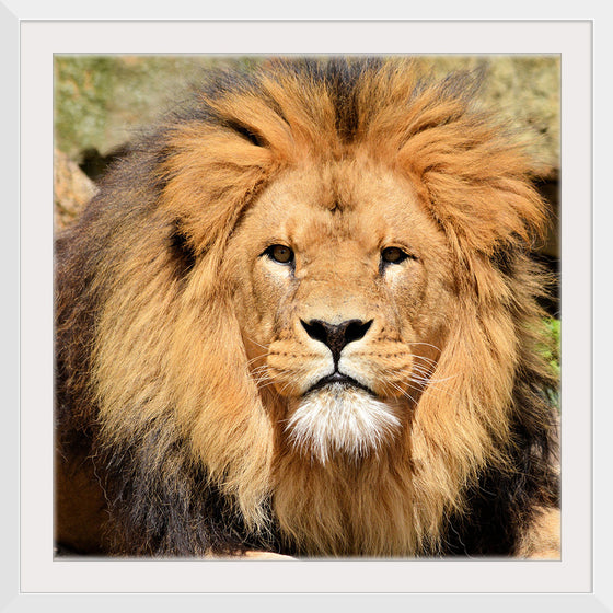 "Lion In Artis Zoo"