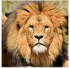 "Lion In Artis Zoo"