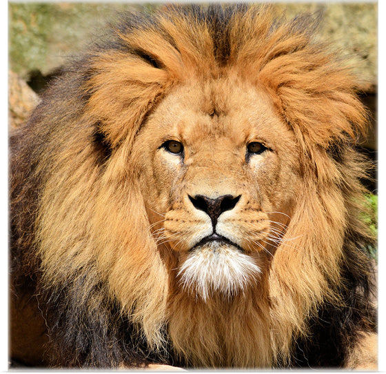 "Lion In Artis Zoo"