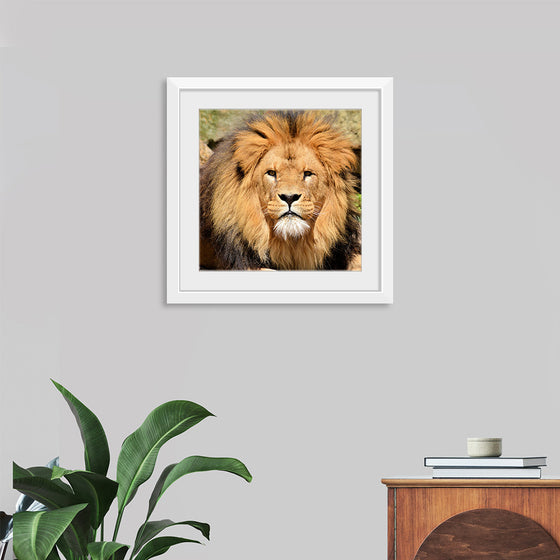 "Lion In Artis Zoo"