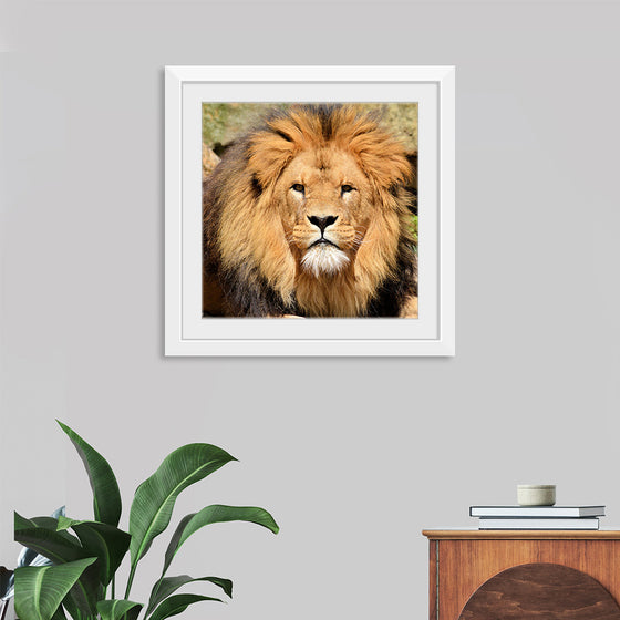 "Lion In Artis Zoo"