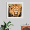 "Lion In Artis Zoo"