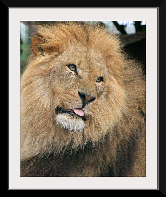 "King of the Jungle", Karen Arnold