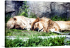 Admire the majestic slumber of two lions basking in the warmth of the sun with this captivating print by Linnaea Mallette.  Evoking the tranquility of a zoo's serene surroundings, this watercolor-inspired artwork captures the essence of leonine repose. 