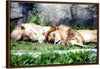 "Sleeping Lions", Linnaea Mallette