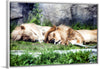 "Sleeping Lions", Linnaea Mallette