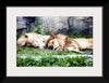 "Sleeping Lions", Linnaea Mallette