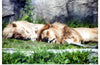 "Sleeping Lions", Linnaea Mallette