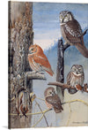 Plate 47 of Birds of Massachusetts and Other New England States: Hawk Owl, Screech Owl, Richardson’s Owl, Saw-whet Owl. Louis Agassiz Fuertes, an American ornithologist, illustrator, and artist, revolutionized the field of ornithological art with his meticulous attention to detail, vibrant colors, and ability to capture the essence of birds in their natural habitats. 
