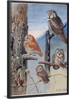 "Hawk Owl, Screech Owl, Richardson’s Owl, Saw-whet Owl", Louis Agassiz Fuerte