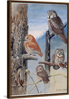 "Hawk Owl, Screech Owl, Richardson’s Owl, Saw-whet Owl", Louis Agassiz Fuerte