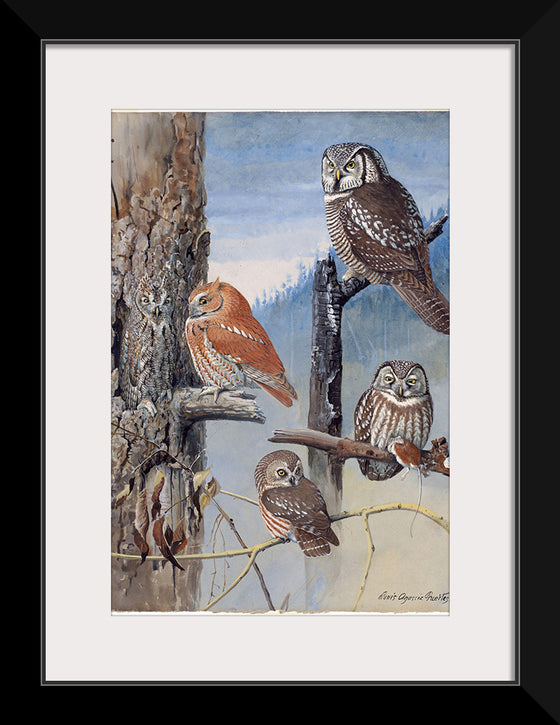 "Hawk Owl, Screech Owl, Richardson’s Owl, Saw-whet Owl", Louis Agassiz Fuerte