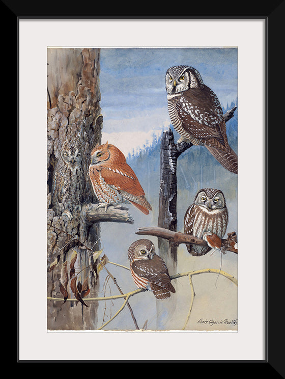 "Hawk Owl, Screech Owl, Richardson’s Owl, Saw-whet Owl", Louis Agassiz Fuerte