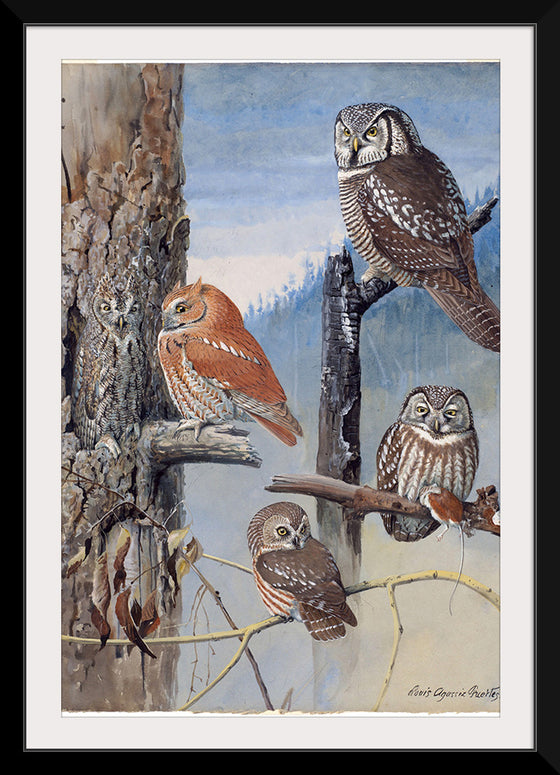 "Hawk Owl, Screech Owl, Richardson’s Owl, Saw-whet Owl", Louis Agassiz Fuerte