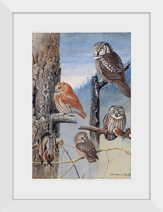 "Hawk Owl, Screech Owl, Richardson’s Owl, Saw-whet Owl", Louis Agassiz Fuerte