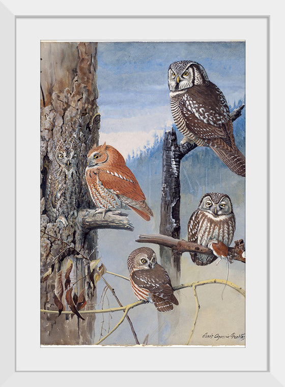 "Hawk Owl, Screech Owl, Richardson’s Owl, Saw-whet Owl", Louis Agassiz Fuerte