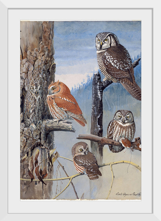 "Hawk Owl, Screech Owl, Richardson’s Owl, Saw-whet Owl", Louis Agassiz Fuerte