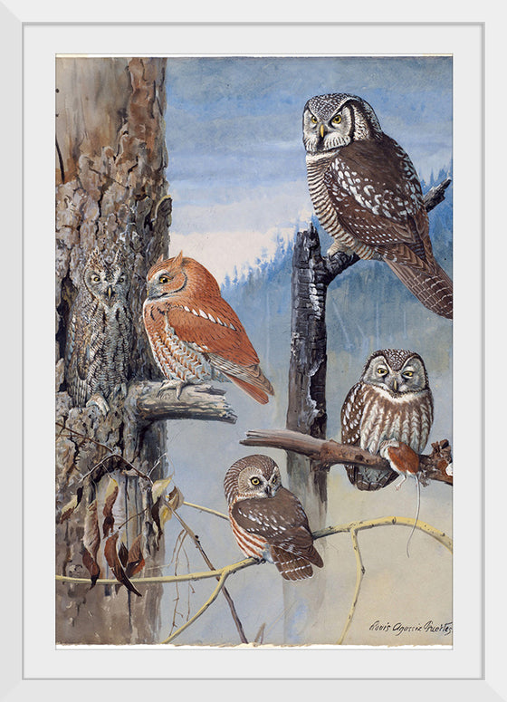"Hawk Owl, Screech Owl, Richardson’s Owl, Saw-whet Owl", Louis Agassiz Fuerte