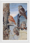 "Hawk Owl, Screech Owl, Richardson’s Owl, Saw-whet Owl", Louis Agassiz Fuerte