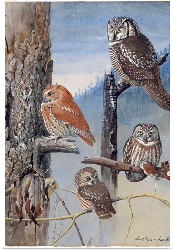 "Hawk Owl, Screech Owl, Richardson’s Owl, Saw-whet Owl", Louis Agassiz Fuerte