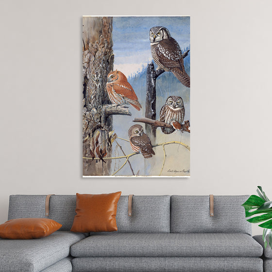 "Hawk Owl, Screech Owl, Richardson’s Owl, Saw-whet Owl", Louis Agassiz Fuerte