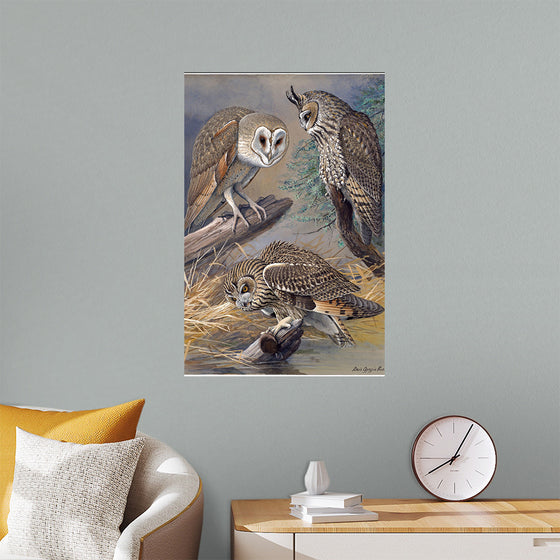 "Barn Owl, Long-eared Owl, Short-eared Owl", Louis Agassiz Fuertes