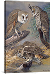 Plate 45 of Birds of Massachusetts and Other New England States: Barn Owl, Long-eared Owl, Short-eared Owl.  Louis Agassiz Fuertes, an American ornithologist, illustrator, and artist, revolutionized the field of ornithological art with his meticulous attention to detail, vibrant colors, and ability to capture the essence of birds in their natural habitats. 