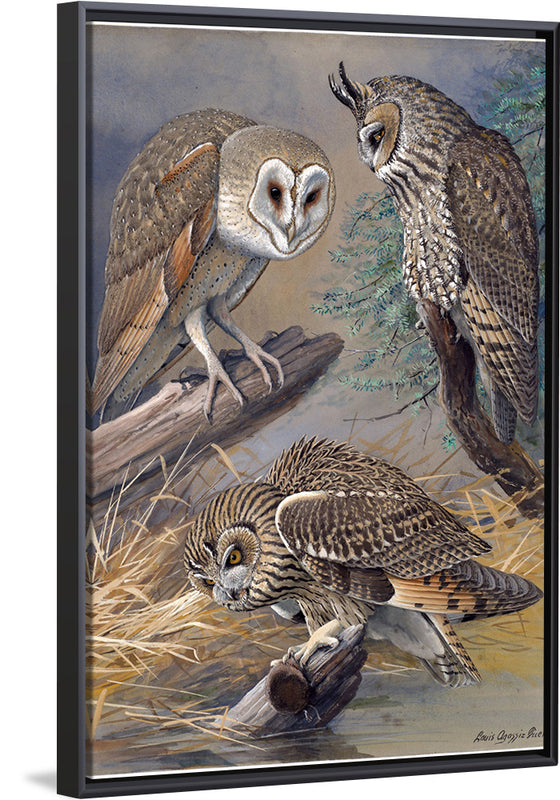 "Barn Owl, Long-eared Owl, Short-eared Owl", Louis Agassiz Fuertes