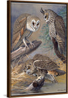 "Barn Owl, Long-eared Owl, Short-eared Owl", Louis Agassiz Fuertes