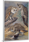 "Barn Owl, Long-eared Owl, Short-eared Owl", Louis Agassiz Fuertes