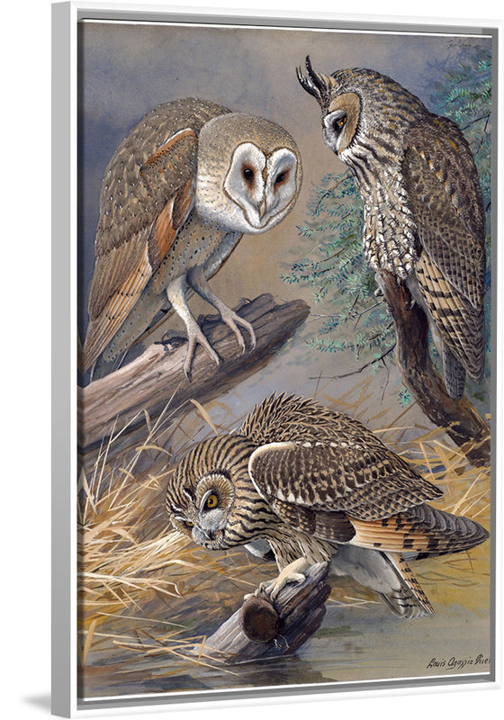 "Barn Owl, Long-eared Owl, Short-eared Owl", Louis Agassiz Fuertes