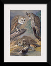 "Barn Owl, Long-eared Owl, Short-eared Owl", Louis Agassiz Fuertes