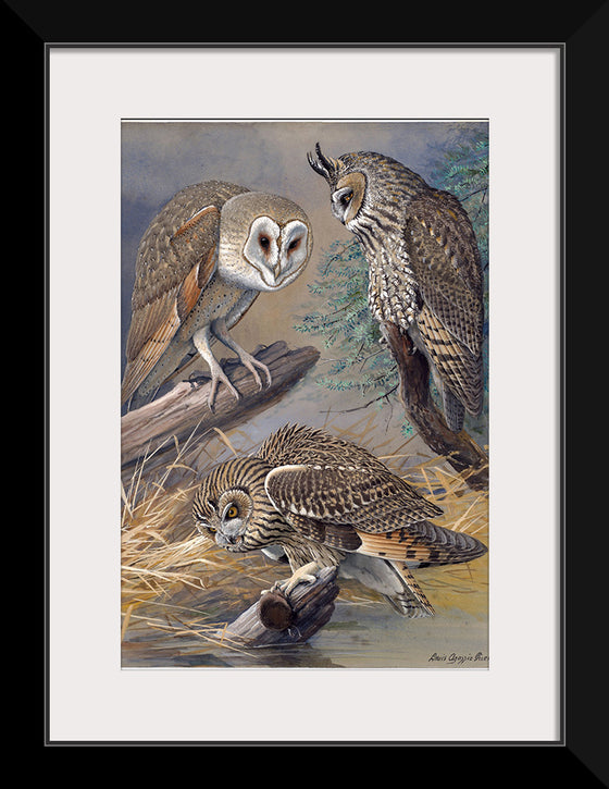 "Barn Owl, Long-eared Owl, Short-eared Owl", Louis Agassiz Fuertes