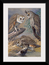 "Barn Owl, Long-eared Owl, Short-eared Owl", Louis Agassiz Fuertes