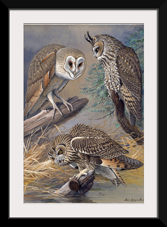 "Barn Owl, Long-eared Owl, Short-eared Owl", Louis Agassiz Fuertes