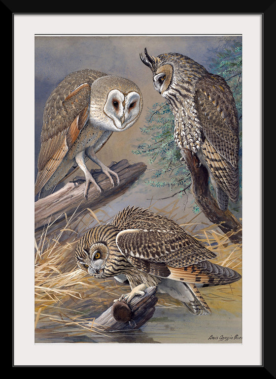 "Barn Owl, Long-eared Owl, Short-eared Owl", Louis Agassiz Fuertes