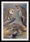 "Barn Owl, Long-eared Owl, Short-eared Owl", Louis Agassiz Fuertes